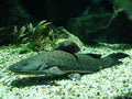 Perruno Catfish 14"–16"