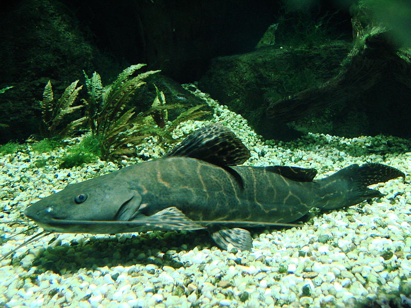 Perruno Catfish 14"–16"