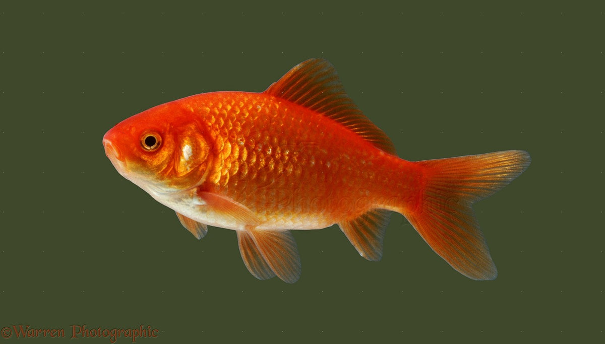 Gold Fish