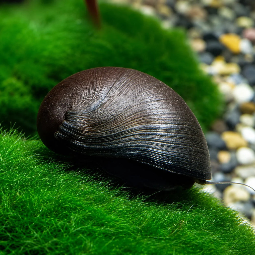 Military Helmet snail
