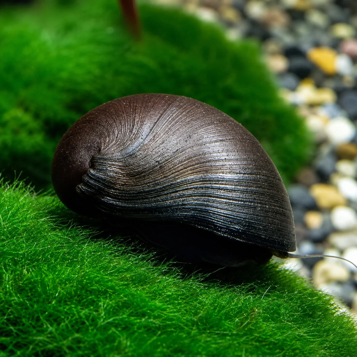 Military Helmet snail