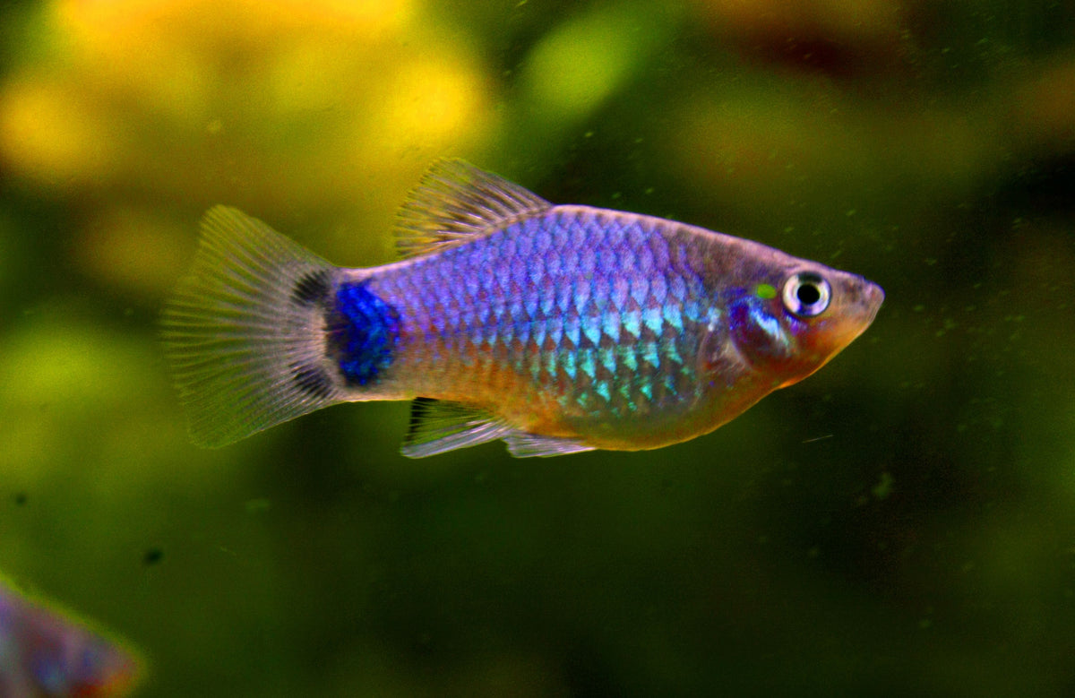 Mickey mouse platy