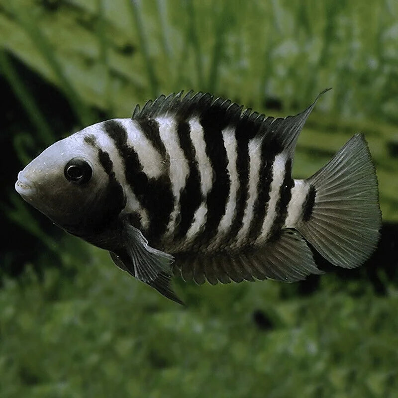 Zebra Convict Cichild