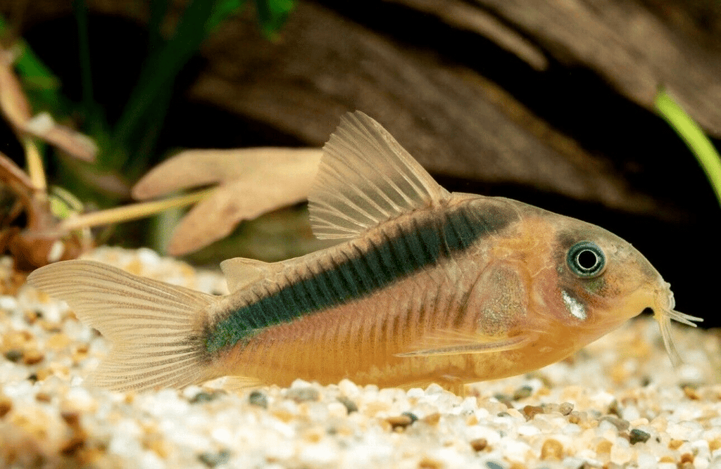 Rabauti corydoras