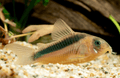 Rabauti corydoras