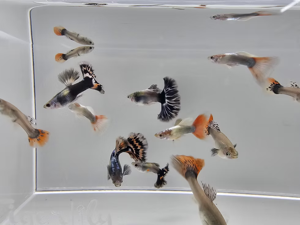 Mixed Guppy Parent Size