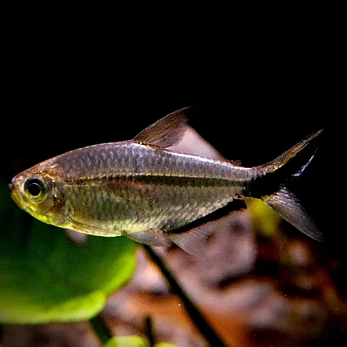 Costia tetra