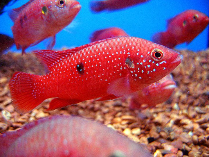 Red jewel Cichlid