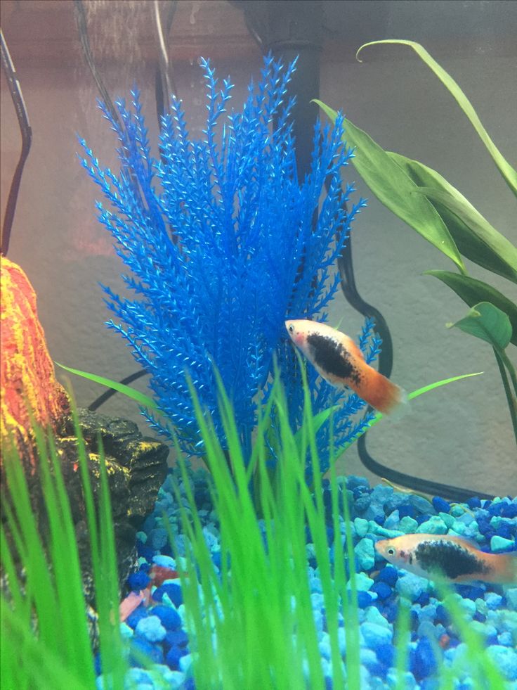 Tri Color Micky Mouse Platy