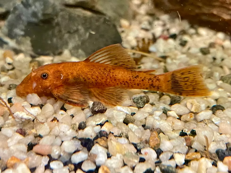 Super Red Calico Bristlenose Pleco (Ancistrus sp.), Locally-Bred