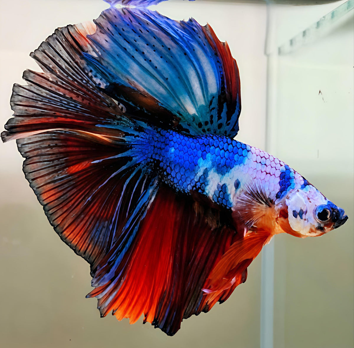 Imp Nemo Candy OHM (Male)