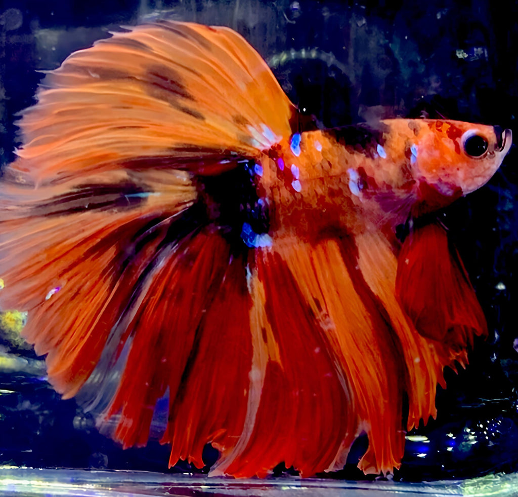 Imp Nemo Candy OHM (Male)