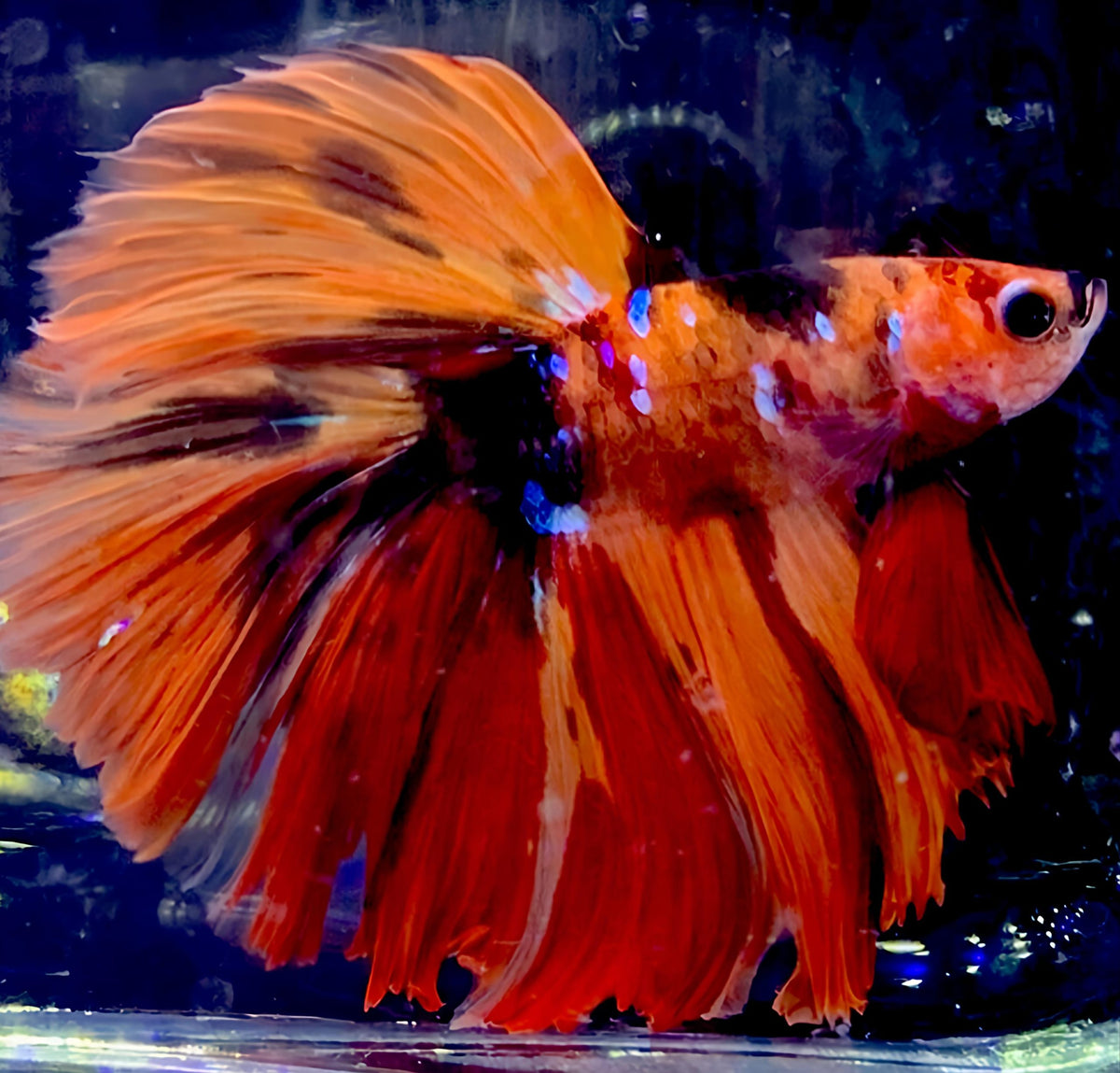 Imp Nemo Candy OHM (Male)