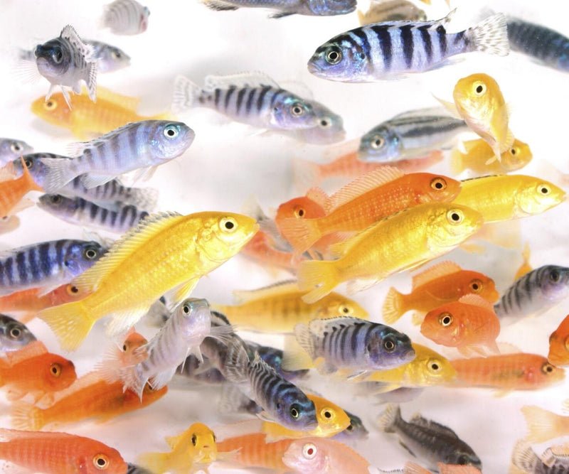 Morph Fish Small | Mixed | Single