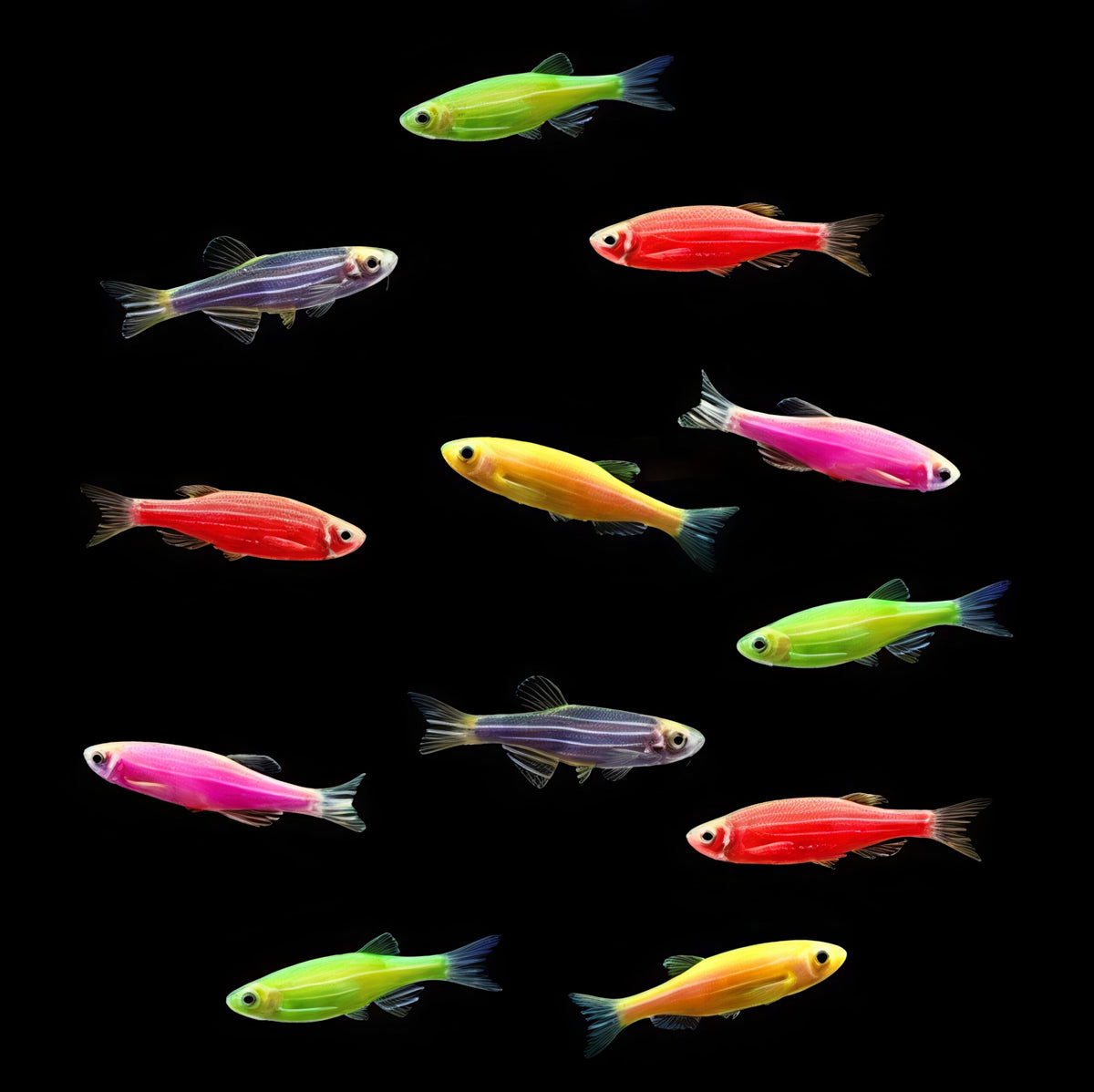 Mixed fluorescent zeebra