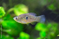 American Flagfish - Care Guide for Algae Eater