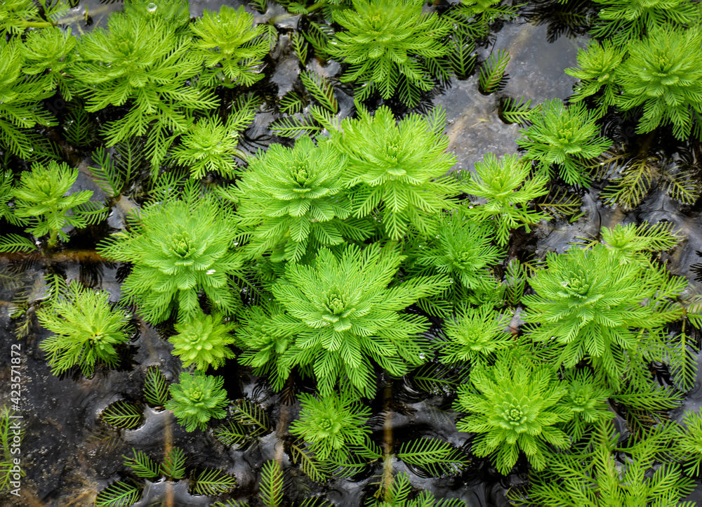 Myriophyllum aquaticum