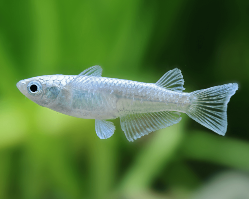 Platinum White Rice Fish