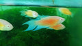 Albino Blue Flame pair