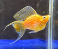 Golden ballon moontail