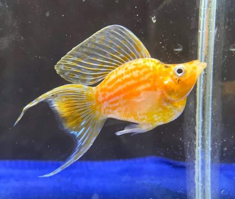 Golden ballon moontail