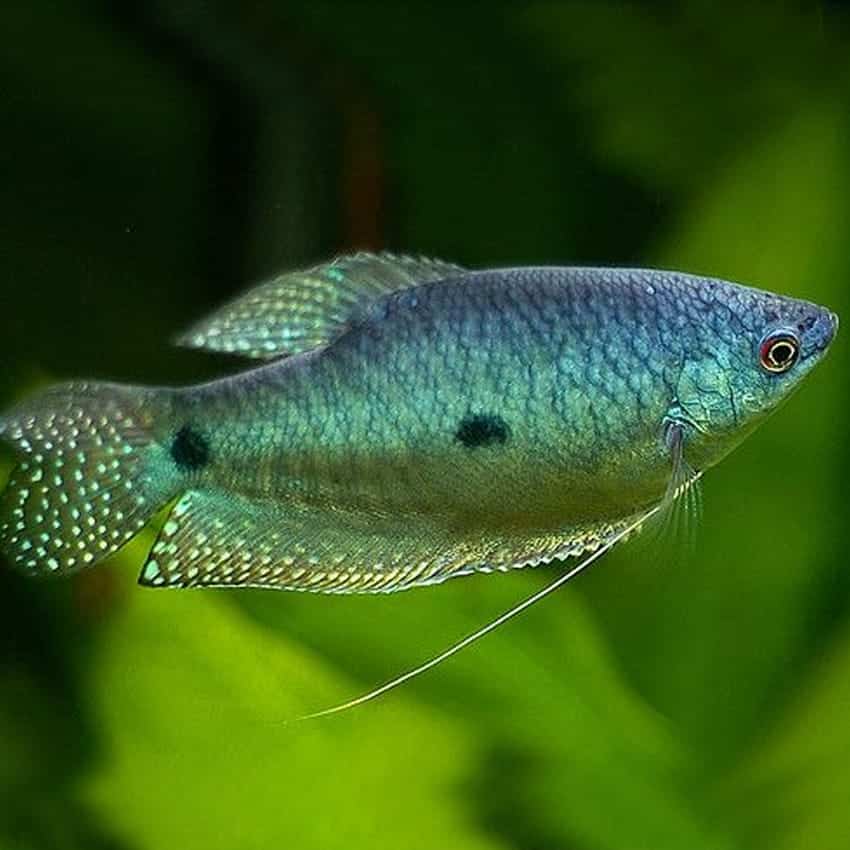 Mixed gourami