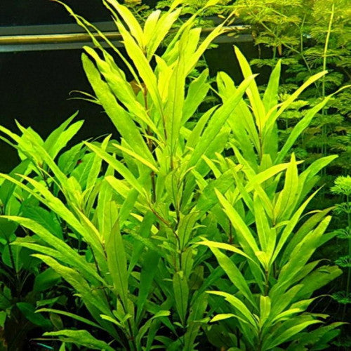 Nomaphila siamensis