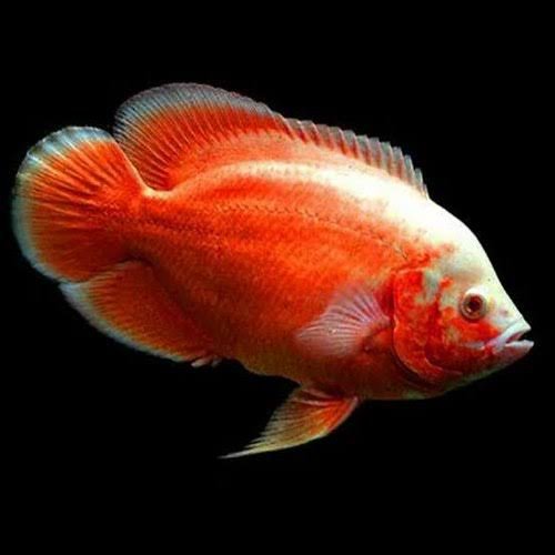 Fire Red Oscar