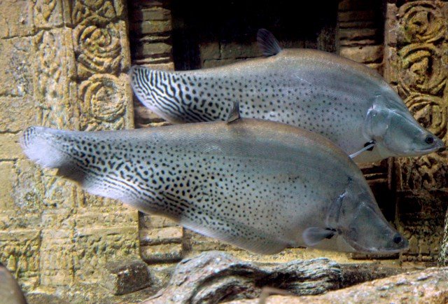 Royal Clown Knife Fish