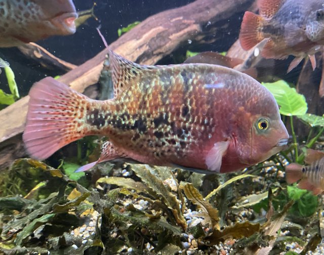 Hybrid Veija