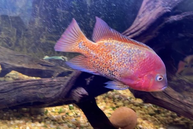 Hybrid Veija