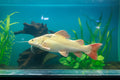 Albino Red Tail Cat Fish