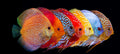Discus big