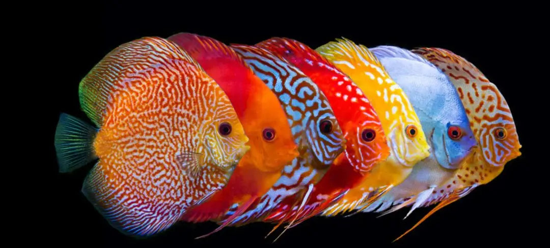 Discus big
