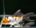 Veltail mixed koi
