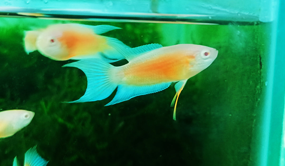Albino Blue Flame pair