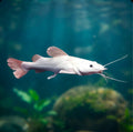 Platinum Red Tail Cat Fish