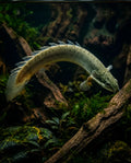 Green Senegal Fish