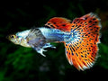 Red Mosaic Guppy