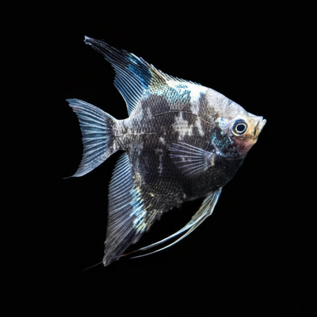 Smokey Blue Paraiba Angelfish (Pterophyllum scalare)
