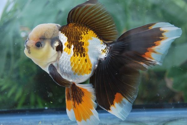 Tricolor Oranda