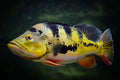 Butterfly Peacock Bass Cichla Ocellaris