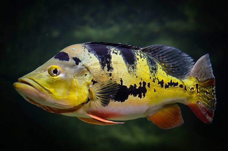 Butterfly Peacock Bass Cichla Ocellaris