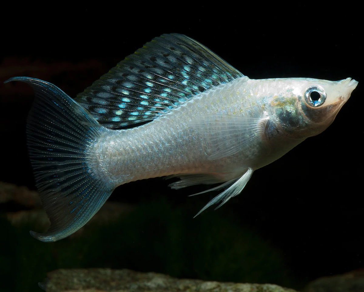 MoonTail Molly