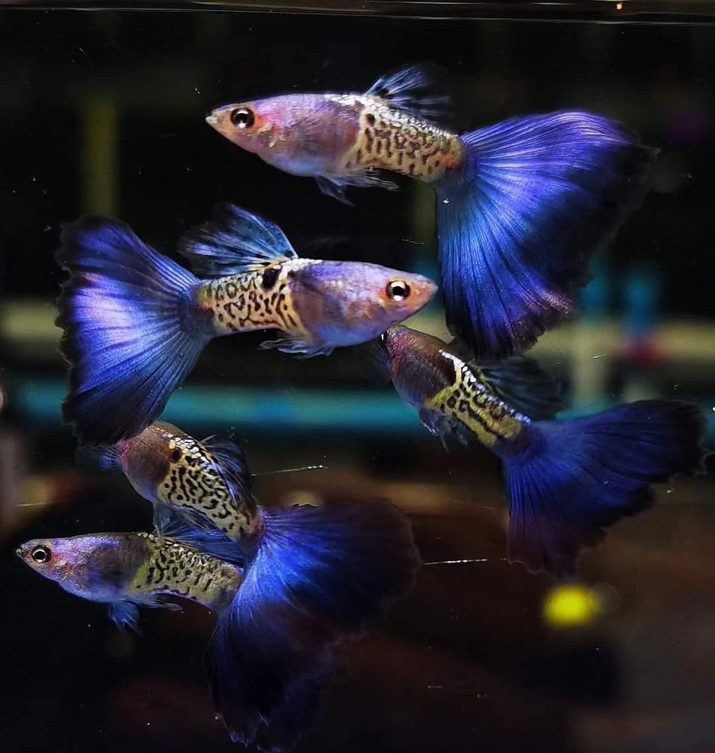 Mettalic Blue Guppy pair