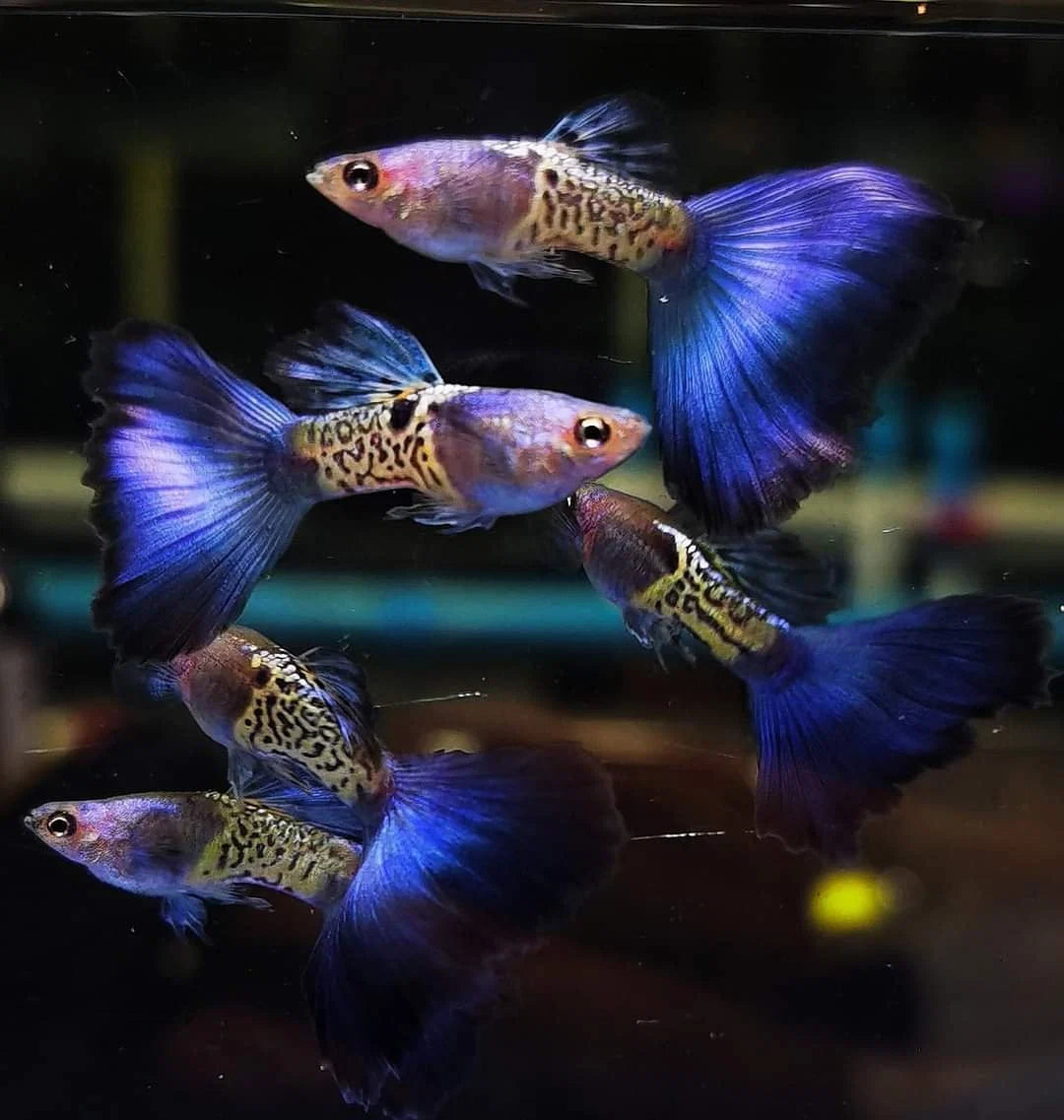 Mettalic Blue Guppy pair