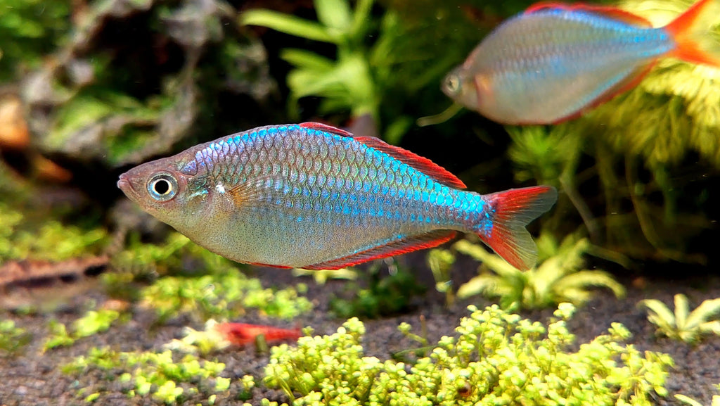 Dwarf Neon Rainbowfish