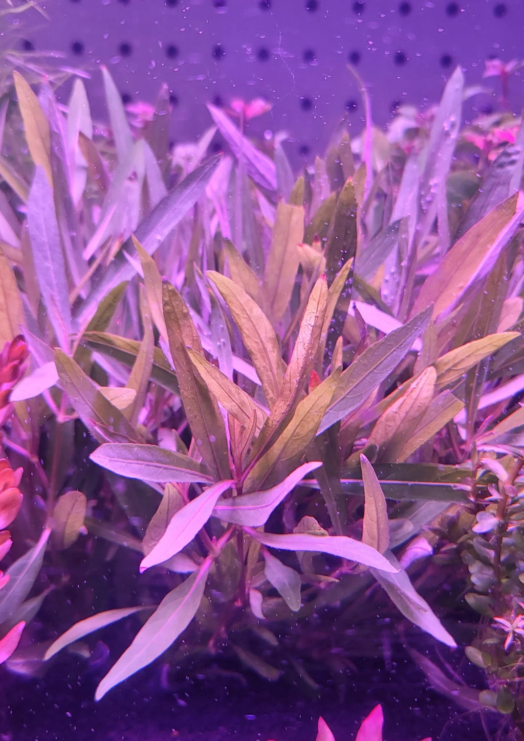 Hygrophila araguaia