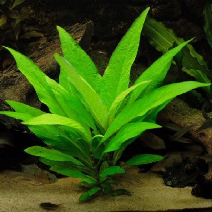 Hygrophila corymbosa