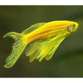 Veiltail Green Zebra